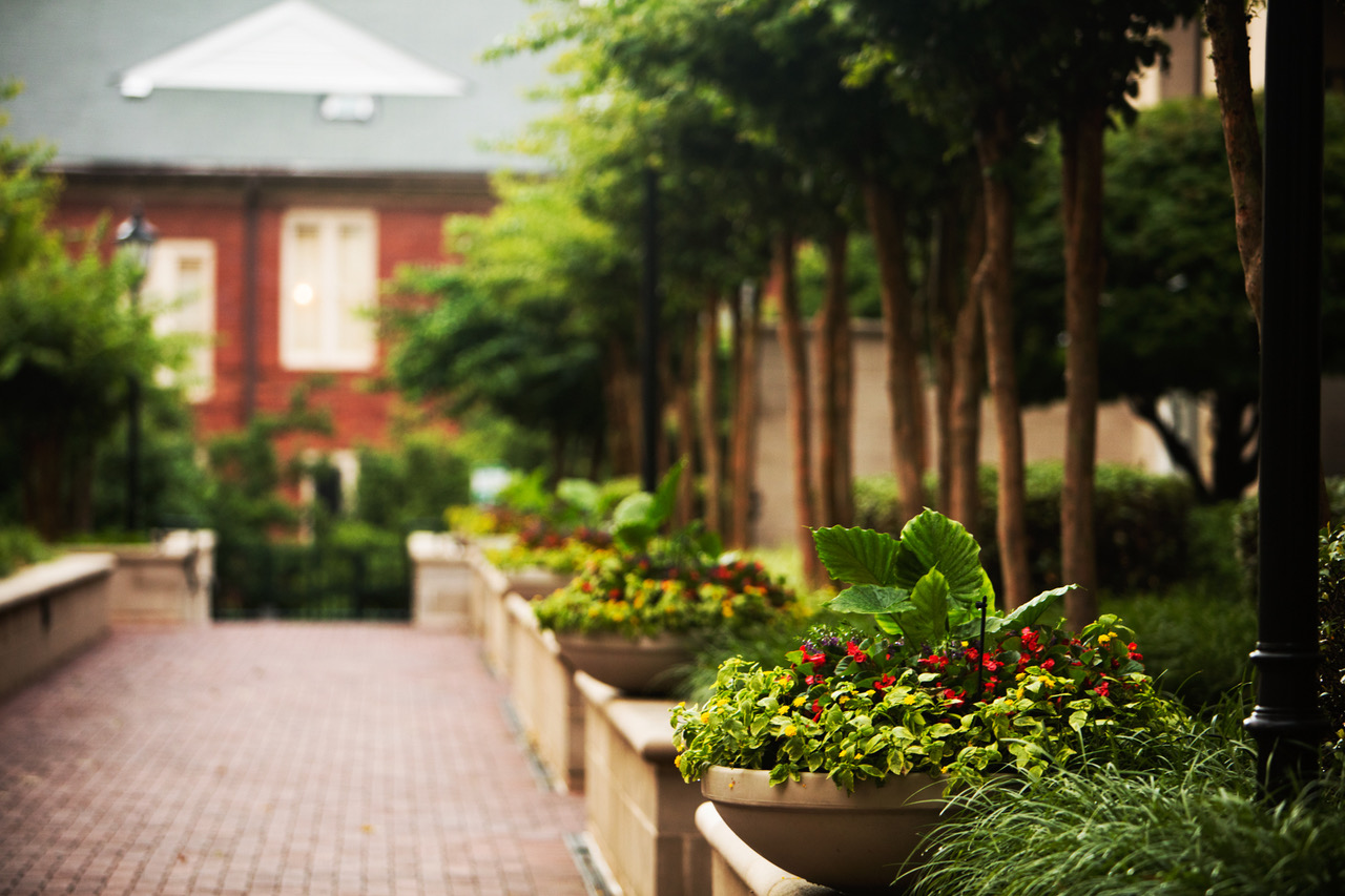 A row of potted plants on the side walk